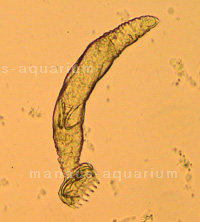 Hautwurm mit Embryo unter dem Mikroskop