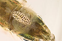 Karpfenlaus
